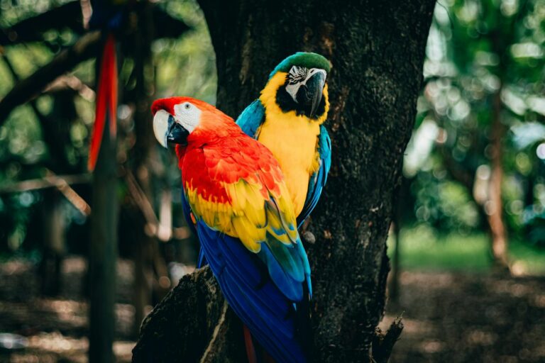 Two vibrant macaws perch on a tree, showcasing vivid reds, blues, and yellows in an outdoor setting.