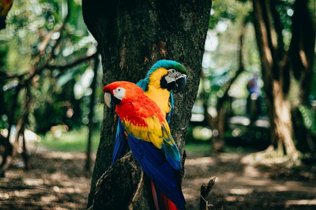 Colorful macaws sitting on a tree in a lush tropical forest.
