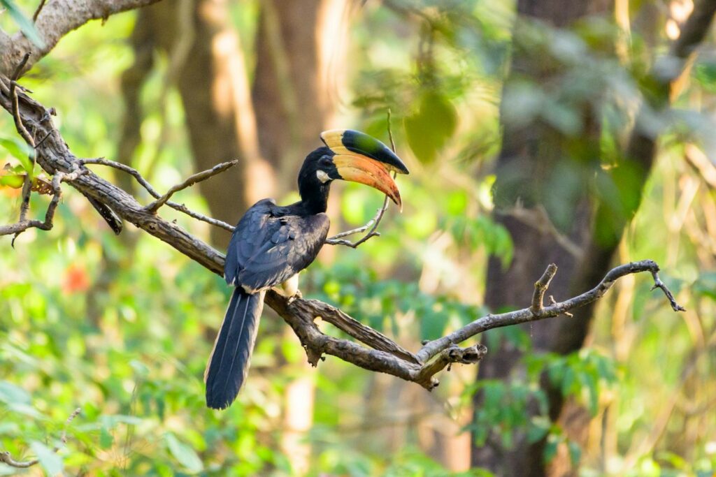 Malabar pied Hornbill