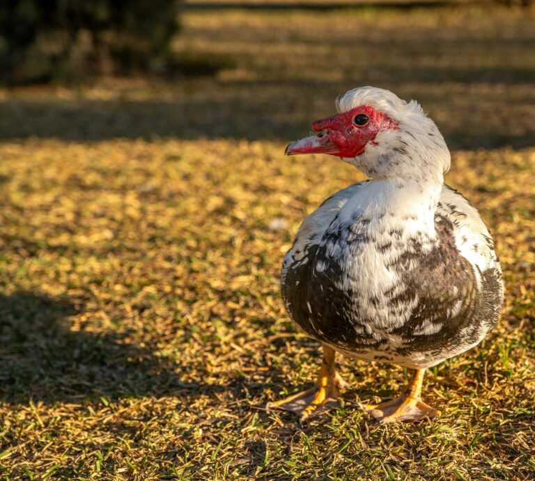 Pato uni