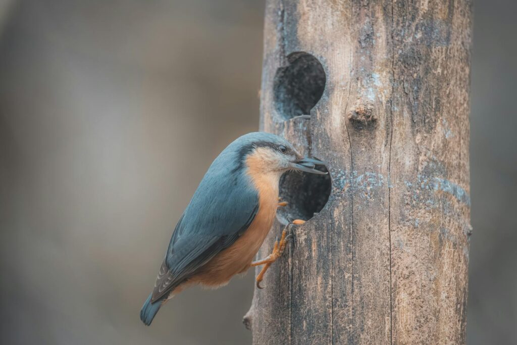 A Eurasian nuthatch perched near a tree hole displaying natural behavior.