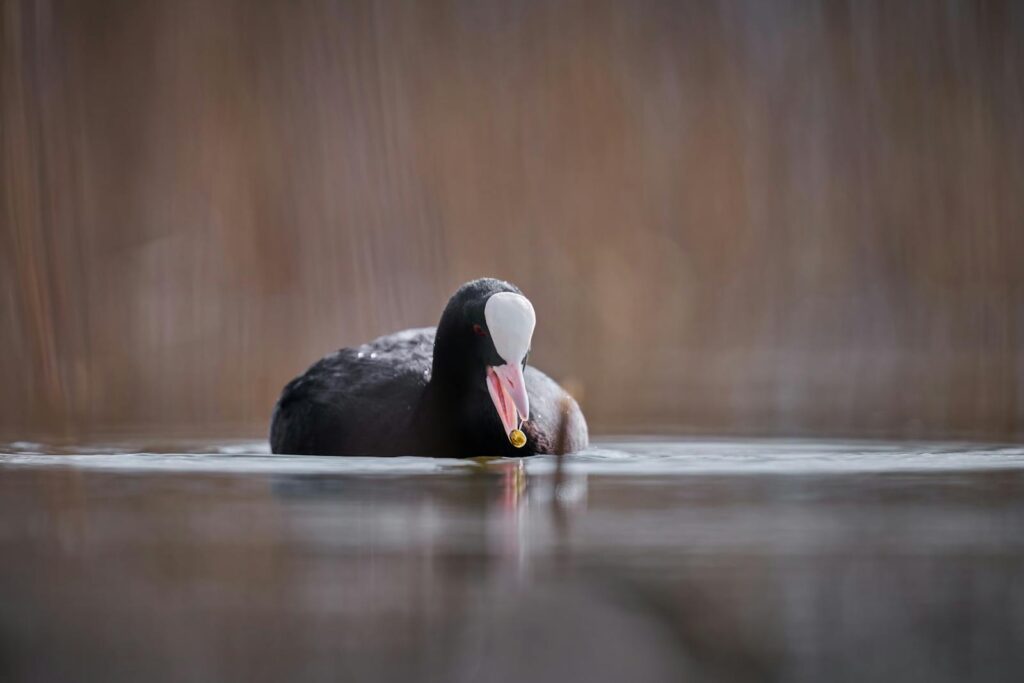 Close-up of a European Coot swimming in a serene lake in Bavaria, Germany.