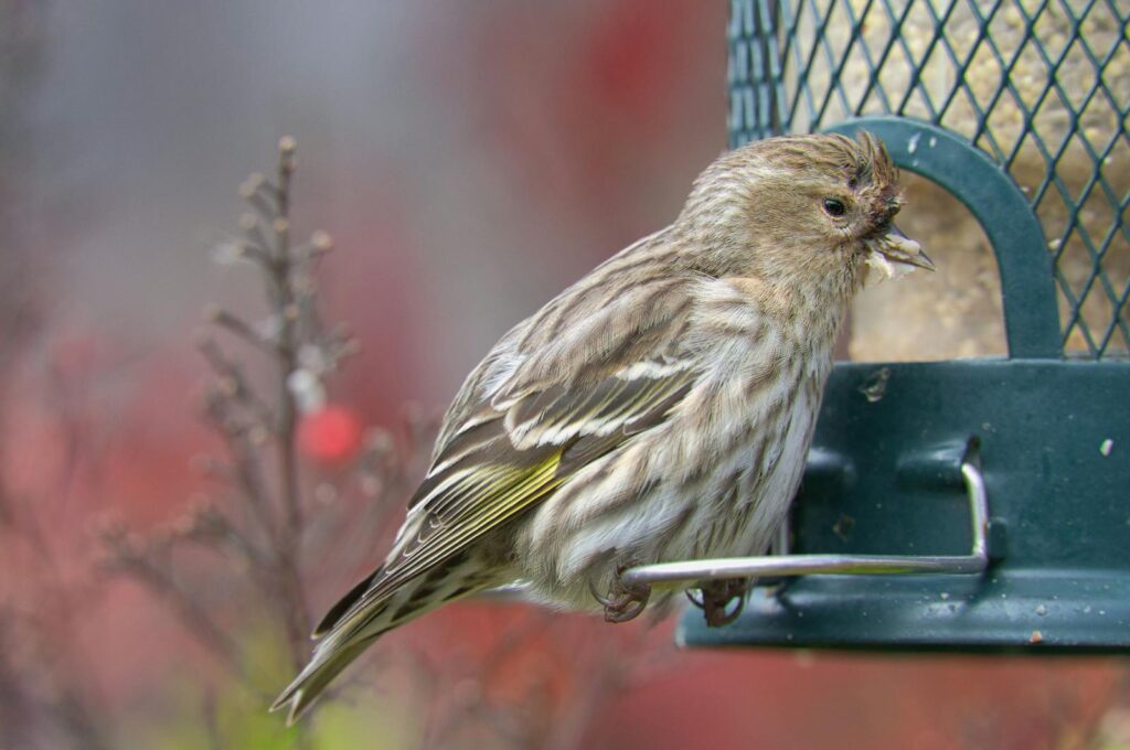 Pine Siskin