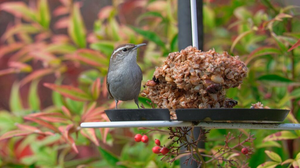 Wren