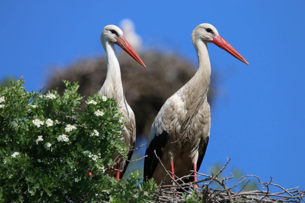Two White Storks stand near their nest in a tree.