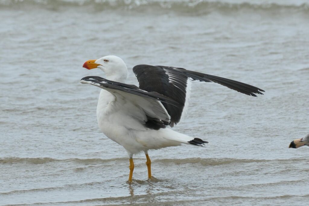 Kelp Gull (Larus dominicanus) standing by the water's edge with wings outstretched.