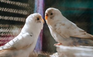 love birds