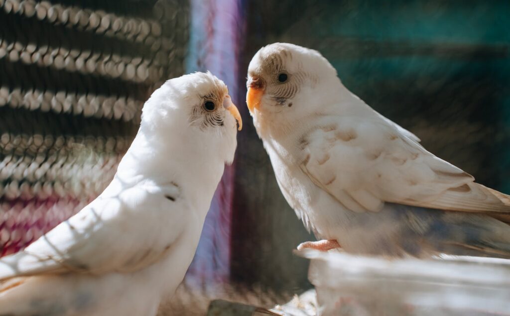 love birds