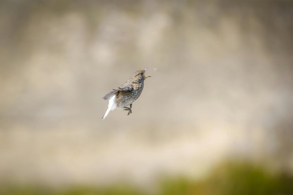 A bird soaring with wings spread, showcasing freedom and agility.