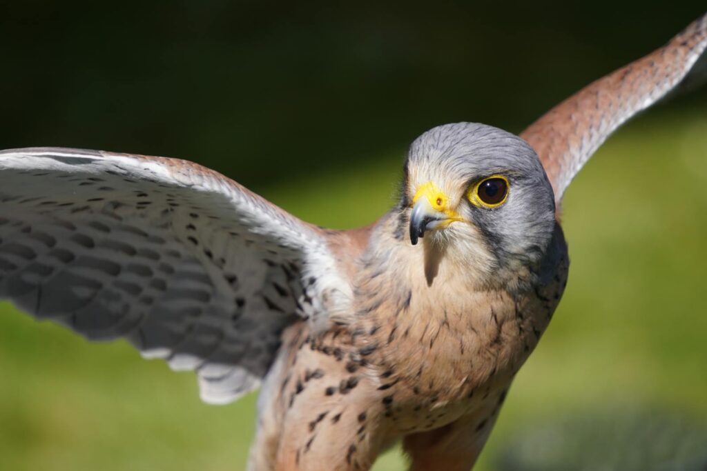 A stunning close-up of a kestrel in flight with vibrant plumage.