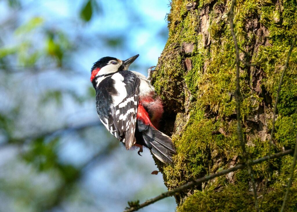 A Great Spotted Woodpecker perched on a moss-covered tree trunk in a forest setting.