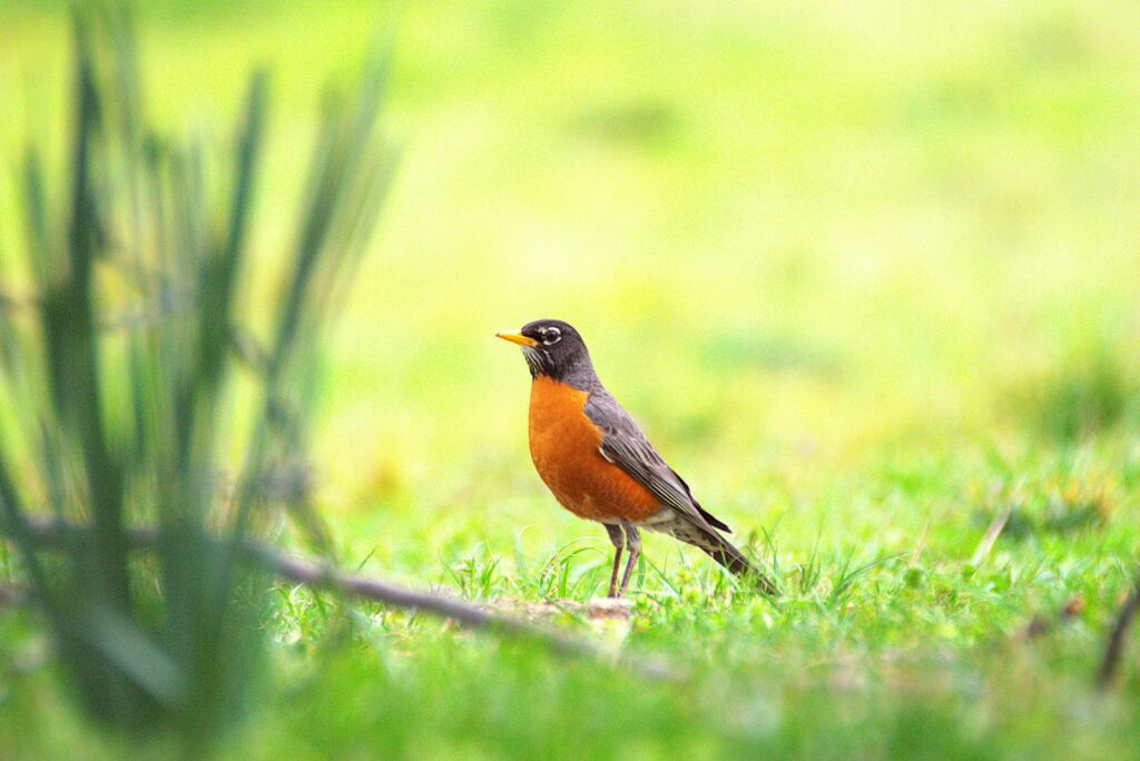 A bright American Robin stands in a lush green field during spring.
