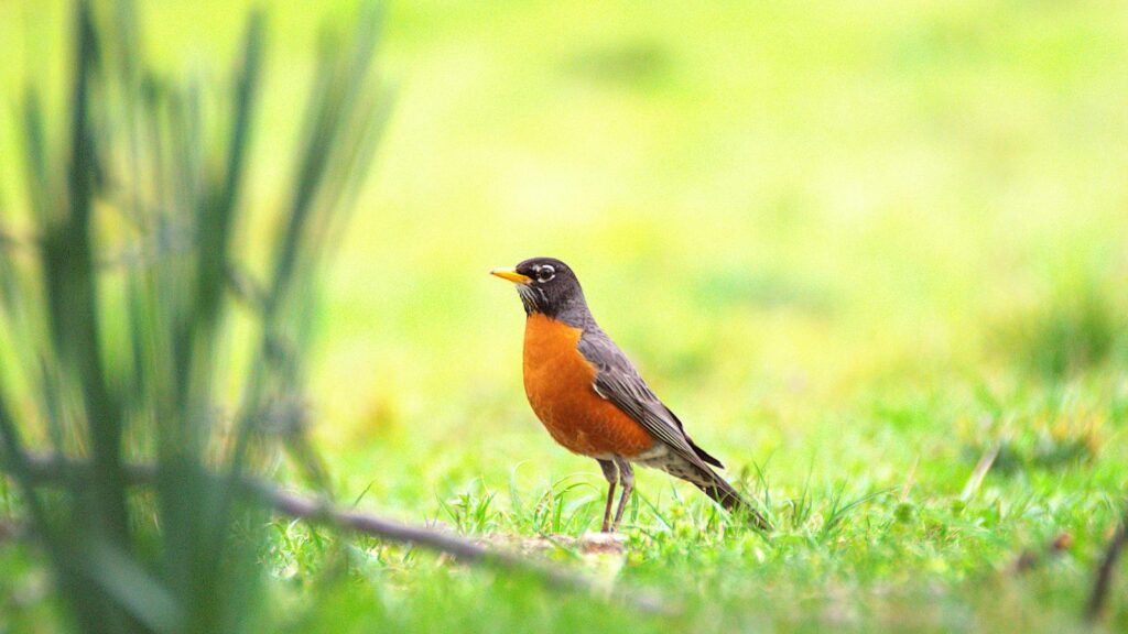 A bright American Robin stands in a lush green field during spring.