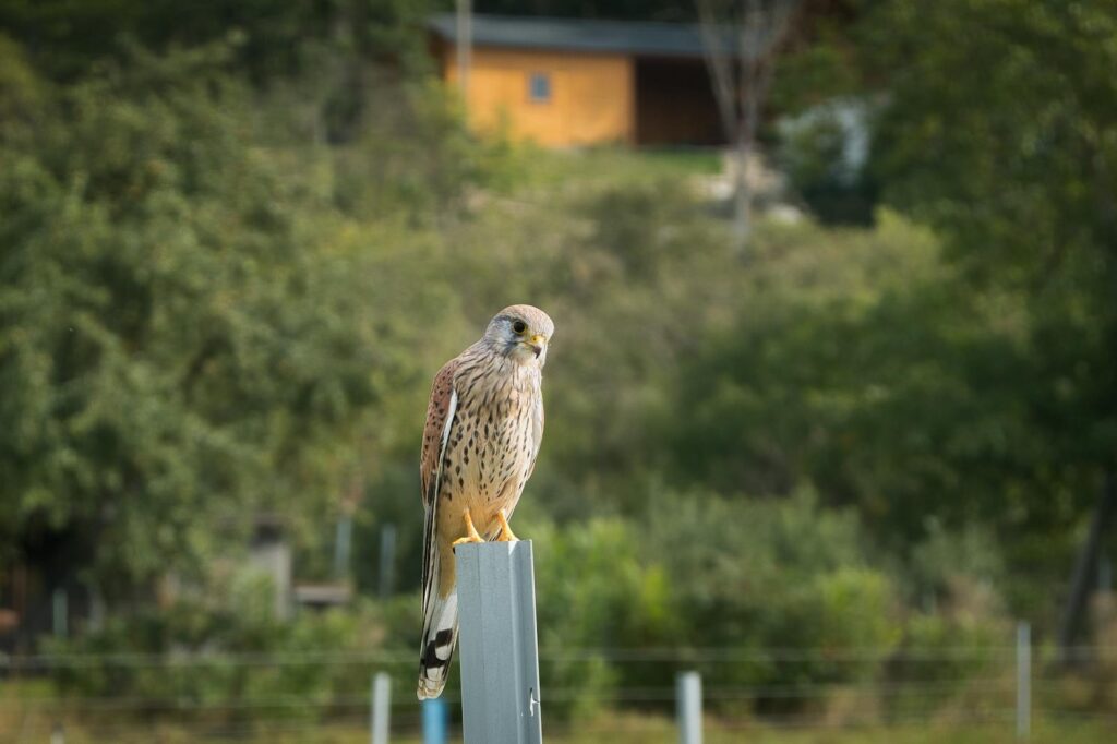 A kestrel calmly perched on a post amidst the lush greenery on a clear day.