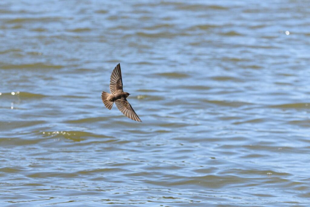 A swift bird in flight over a rippling water surface, capturing motion and nature's grace.