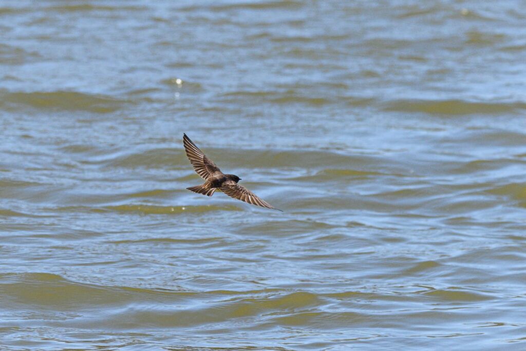 A swift swallow in flight above a calm lake, capturing the elegance of avian grace in nature.