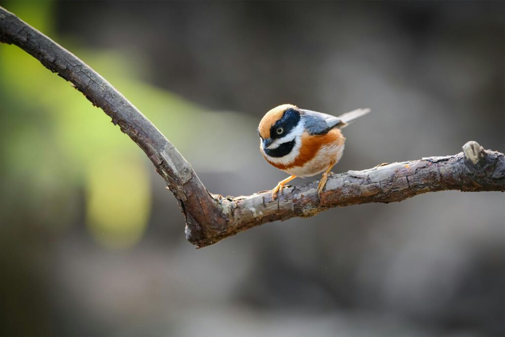 Rufous-fronted Tit sitting on branch with blurred background.