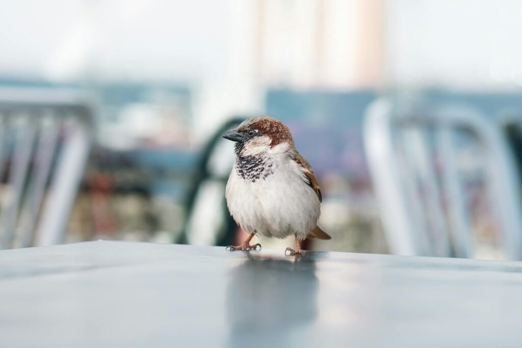 Charming house sparrow standing on a table in Istanbul, capturing natural beauty.