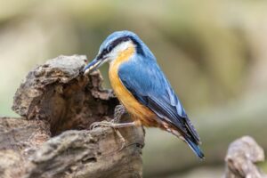 Close-up of a Eurasian nuthatch perched on a tree trunk in a natural setting.
