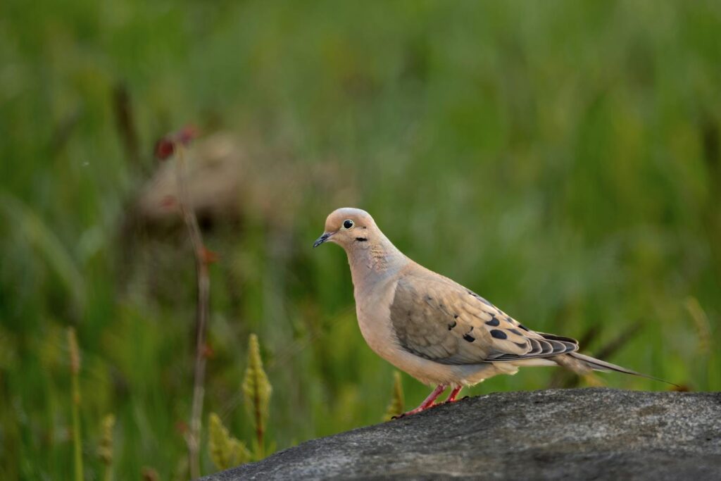 Serene image of a Mourning Dove (Zenaida macroura) on a rock amidst lush greenery.