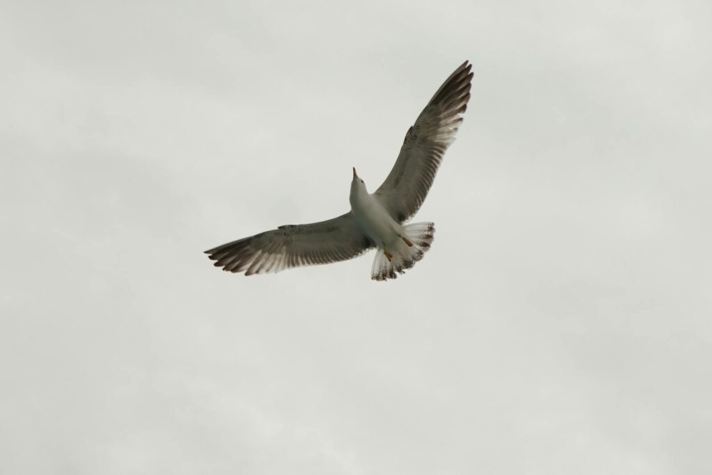 A seagull gracefully glides through the sky captured over İstanbul on a cloudy day.