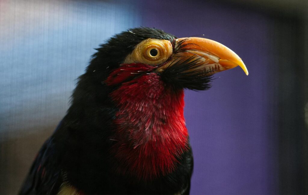 A barbet's yellow eye with a dark pupil is prominent near its curved, yellow beak.