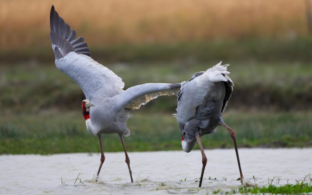 Two Sarus Cranes gracefully wade through serene wetlands during the early morning light.