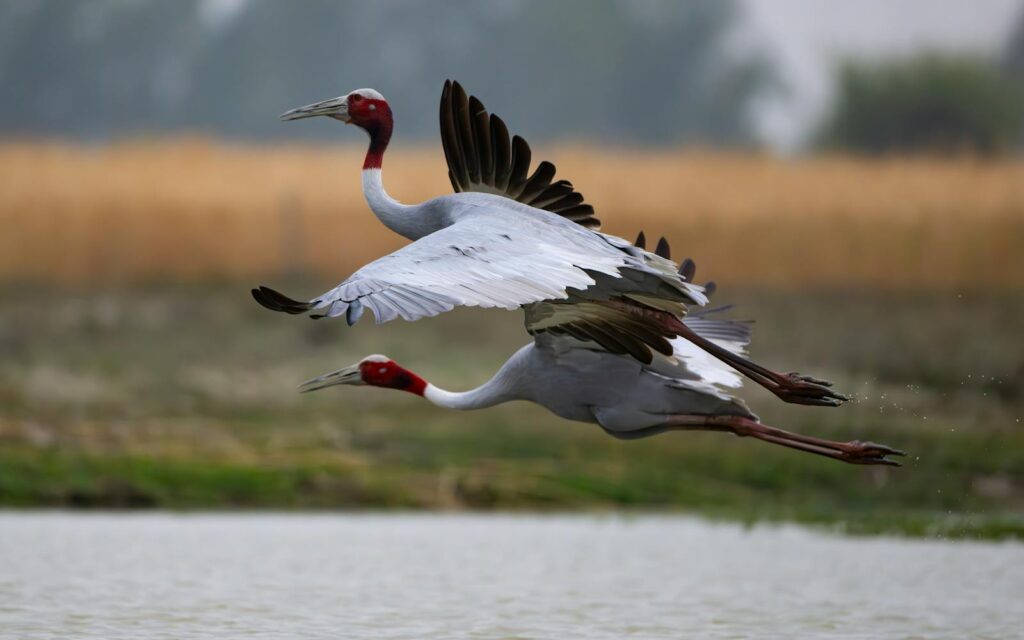 Two sarus cranes with grey bodies, red heads and necks, and long legs fly over a body of water.