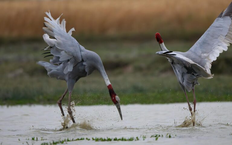 The Bird That ‘Dances’ to Attract a Mate - bird-life.com