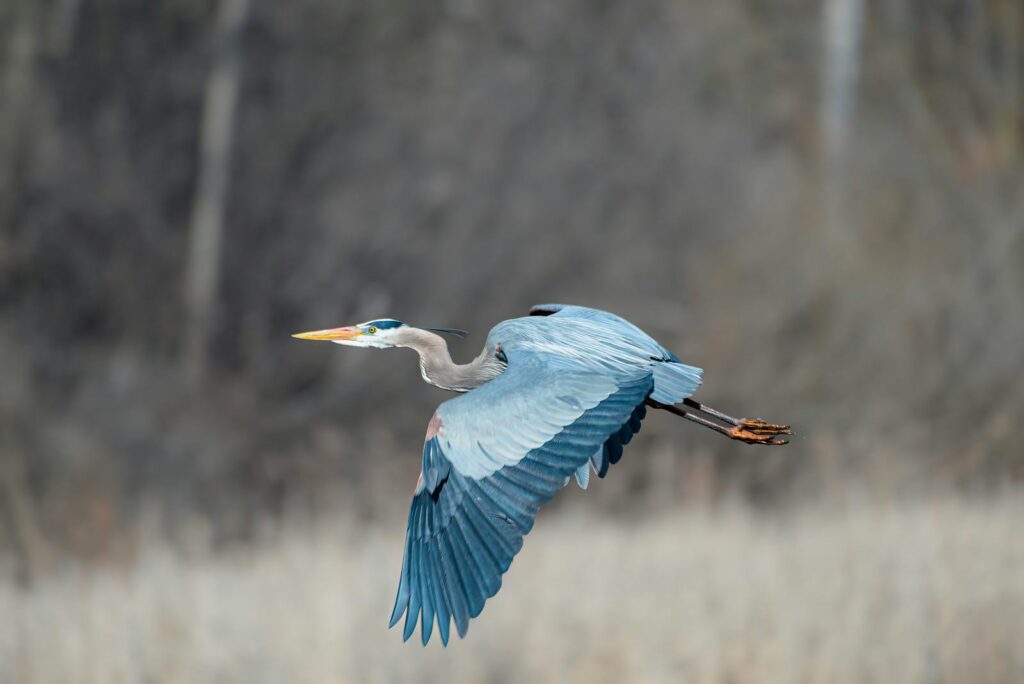 Great blue heron gracefully flying over a wetland area during daylight.