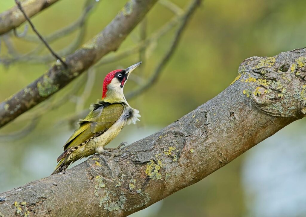 A green woodpecker with a red crown and black markings perches on a lichen-covered branch.
