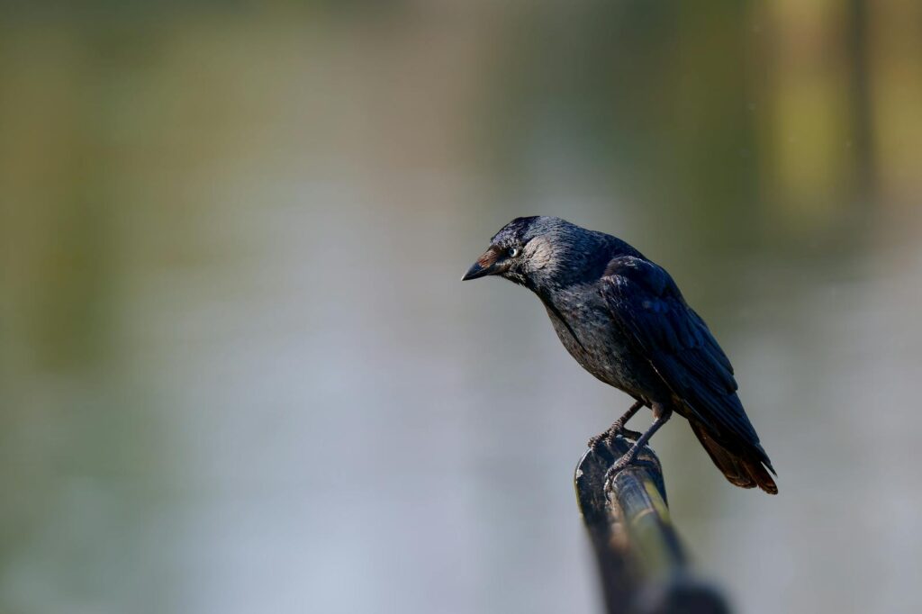 A dark crow perches on a railing.
