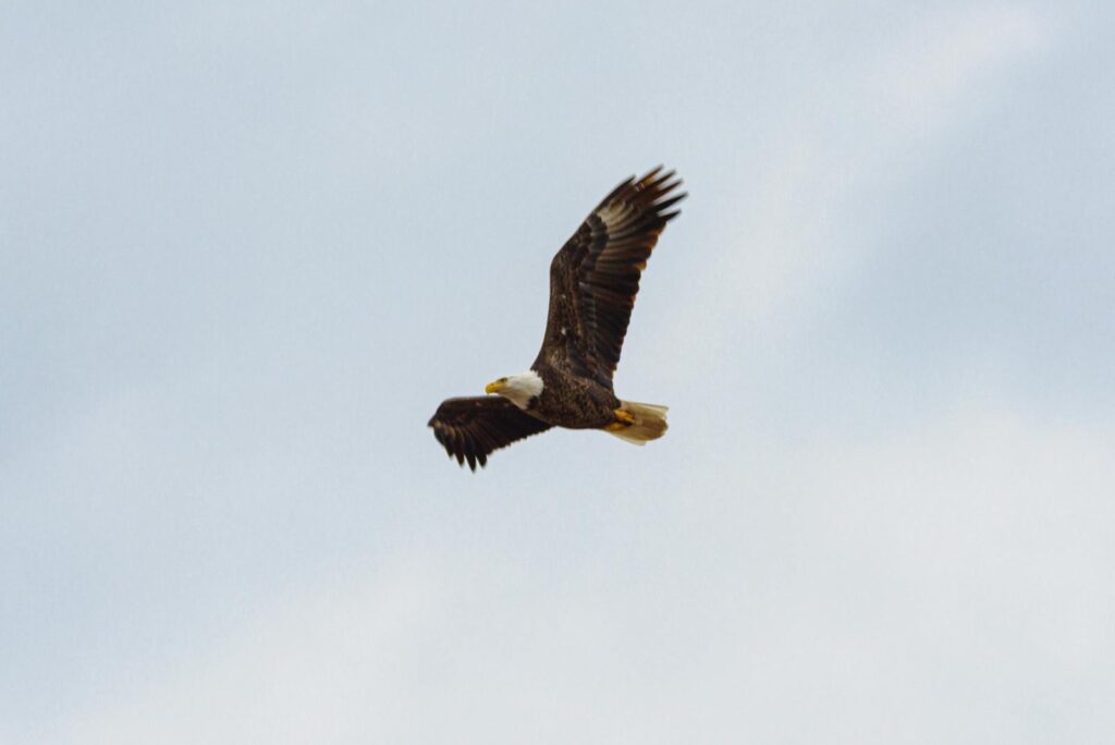 A bald eagle with dark body and white head flies in a pale sky.