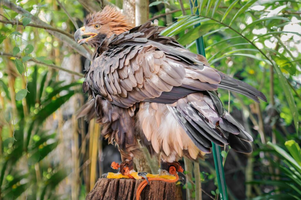 Close-up of a majestic Philippine Eagle standing on a tree stump amidst dense tropical foliage.