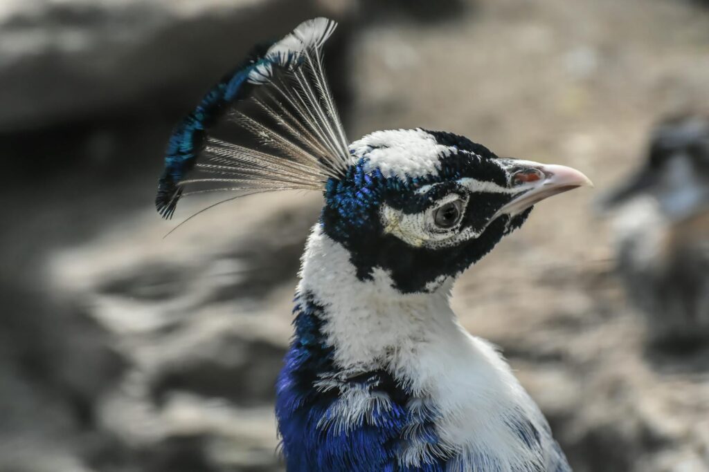 Detailed portrait of a peacock with vivid blue and white plumage.