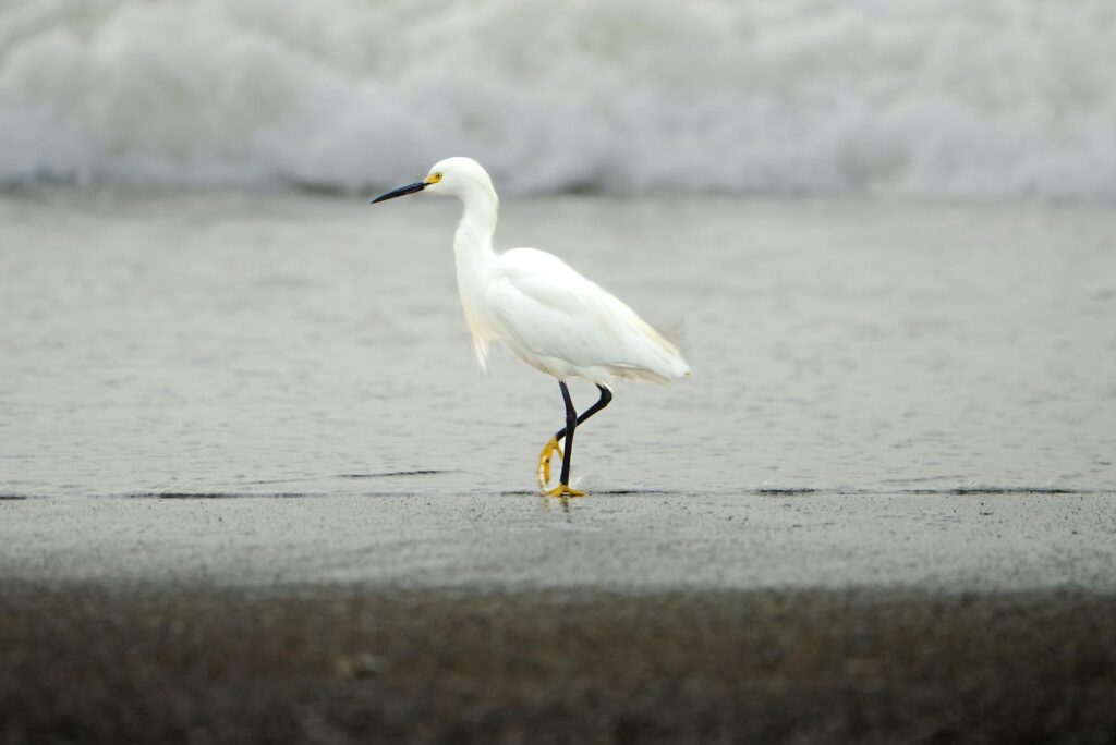 A snowy egret with white feathers, black legs, and yellow feet stands at the edge of the water.