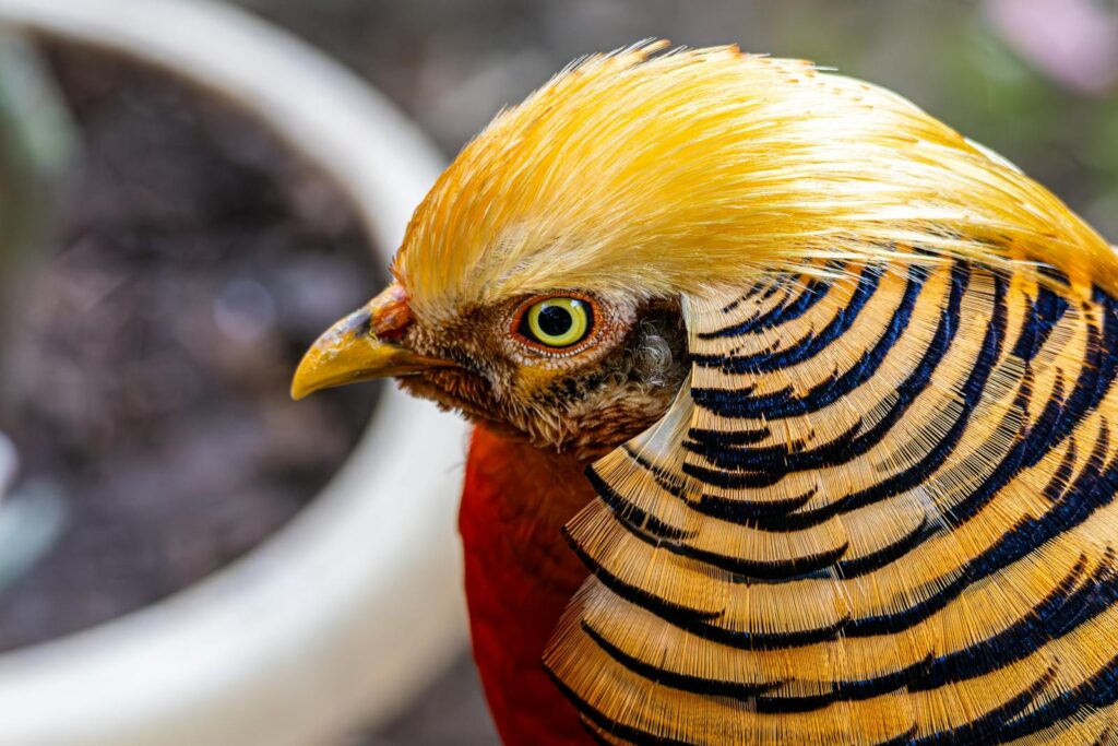 Close-up of a golden pheasant's colorful head and neck.