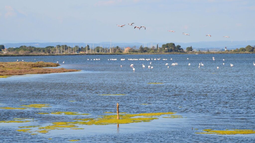 Scenic view of a tranquil lagoon with flamingos flying and foraging.
