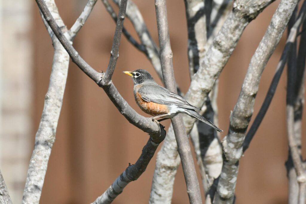 An American robin with a bright orange breast perches on a bare tree branch.