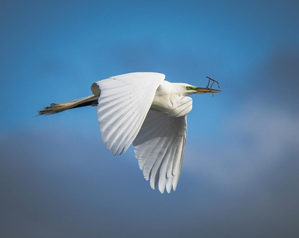 A Great Egret flies gracefully carrying a twig against a blue sky.