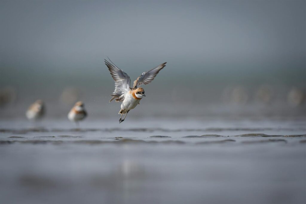 A shorebird in flight over a coastal mudflat, showcasing its dynamic wingspan.