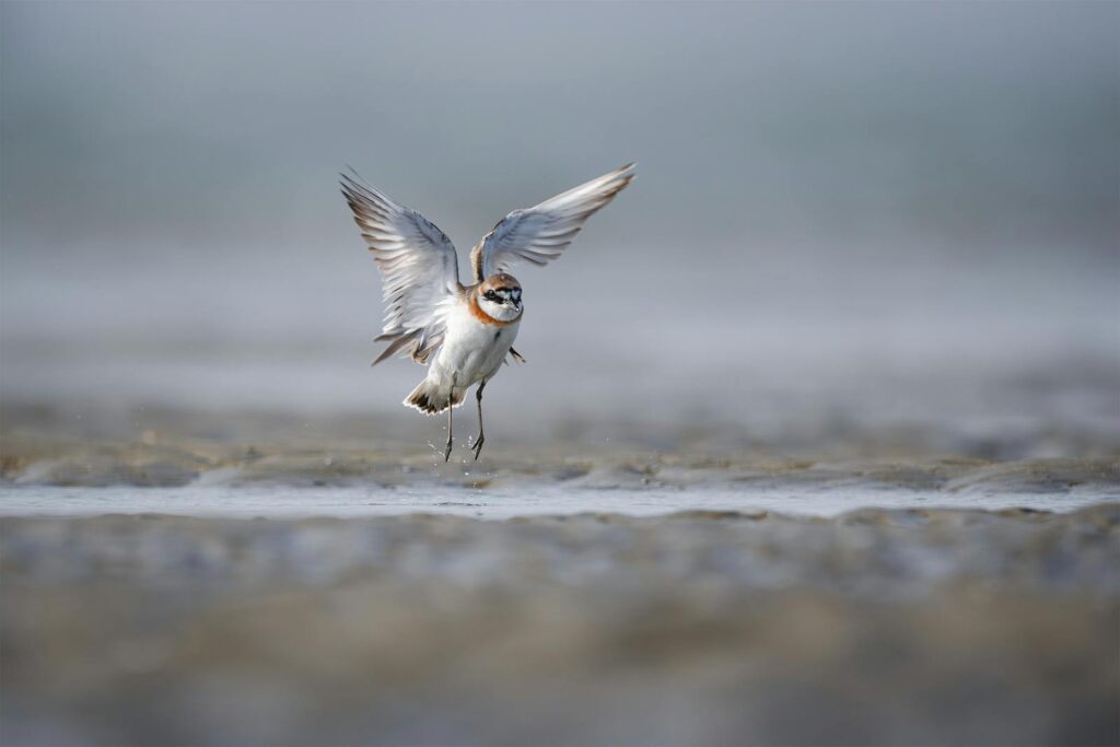 A graceful plover takes flight over serene wetlands with spreading wings.