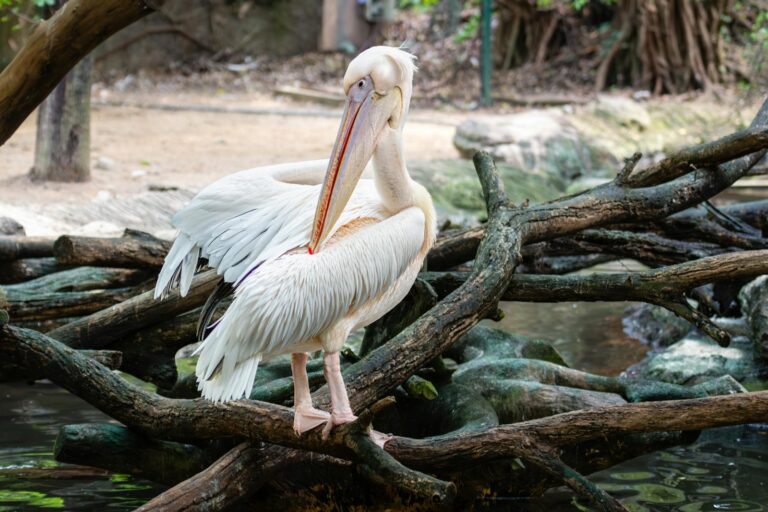 A great white pelican perched gracefully on intertwined tree logs beside a small body of water.