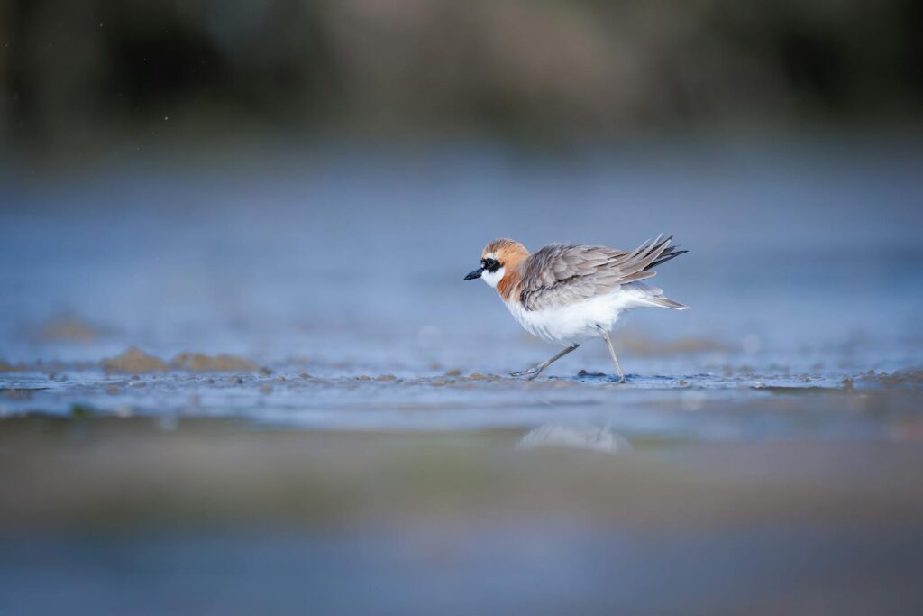 A juvenile Greater sand plover walks on a wet surface.