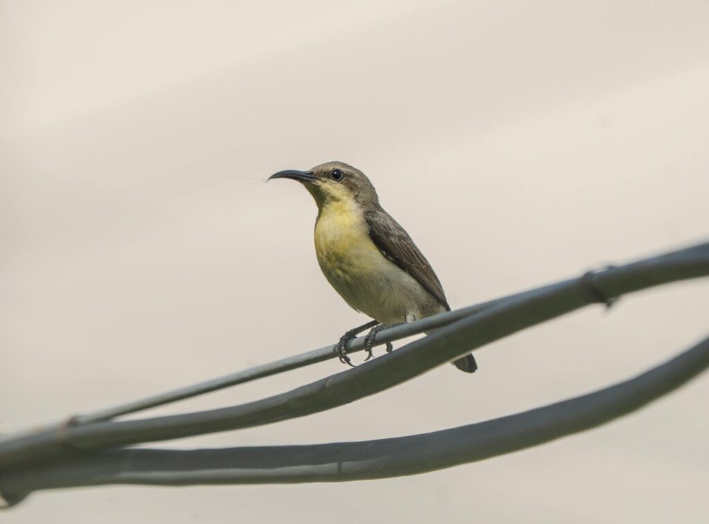 A female Purple-rumped sunbird perches on a wire.