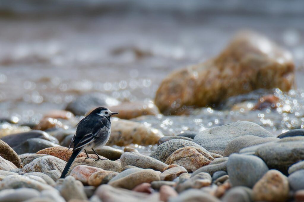 Pied wagtail bird perched on rocks by the water's edge, coastal scene.