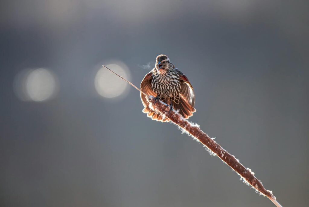 sparrow morning