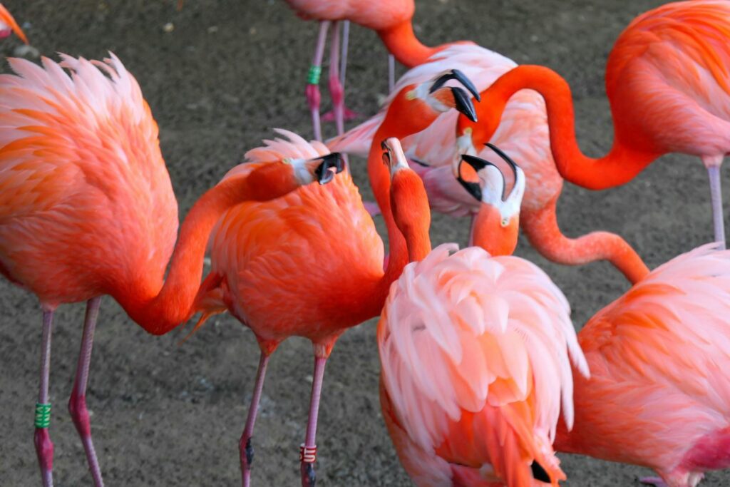 A group of vibrant flamingos engaging in social behavior in their natural habitat, showcasing vivid pink hues.