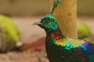 Free stock photo of highland wildlife park