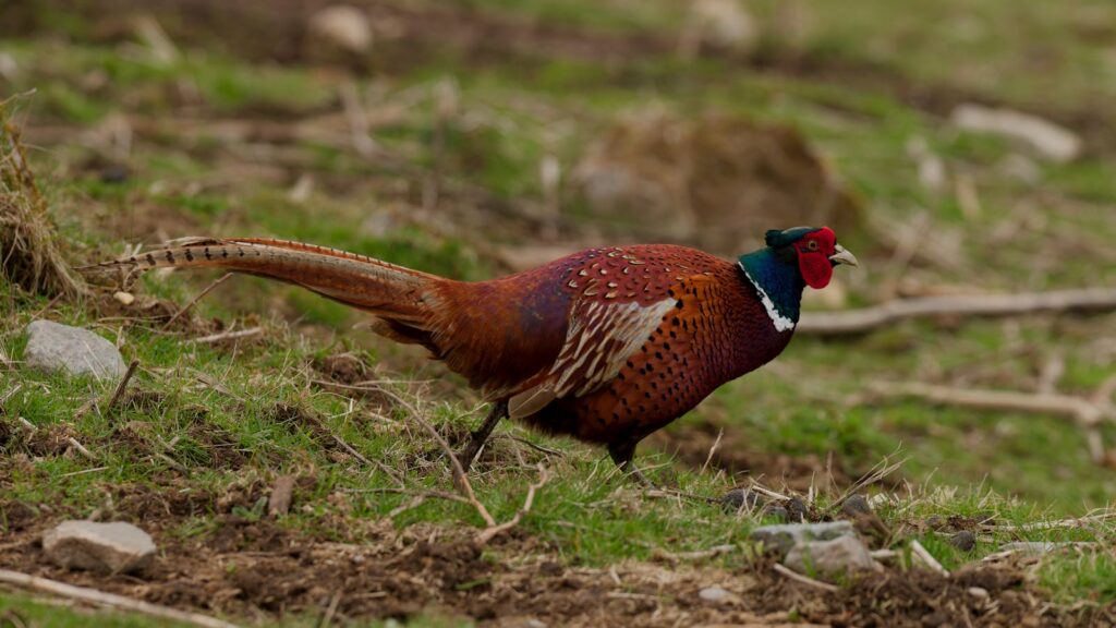 A Ring-necked Pheasant walks across a grassy area.